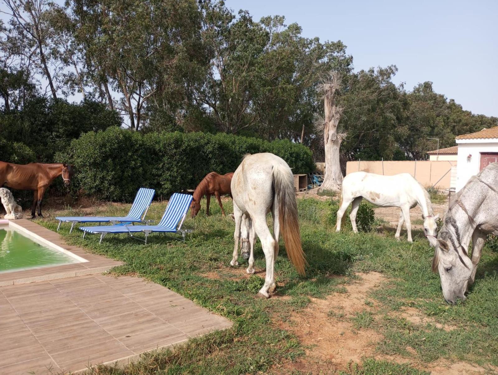 Centro Ecuestre Girasol Villa Chiclana de la Frontera Eksteriør bilde